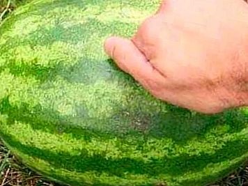 10 tipp a kiválasztása érett görögdinnye
