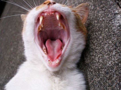 Agresszív cica okok, tünetek, mit kell tenni egy álom