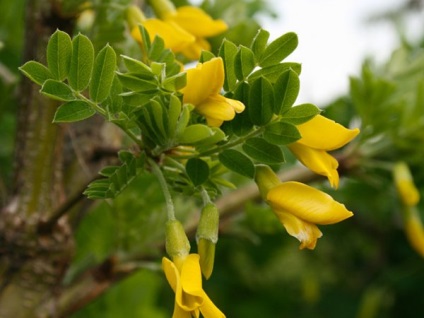 Sárga akácia (Caragana arborescens) leírás, ültetés, gondozás, termesztési módszerekkel