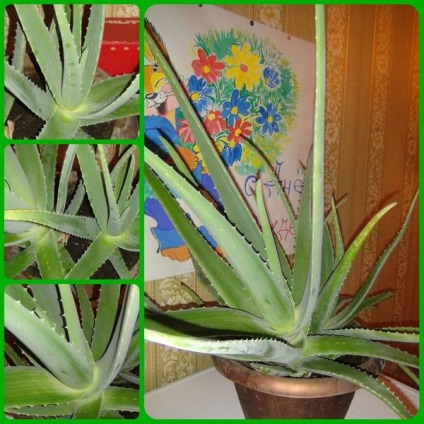 Aloe Care, előnyös tulajdonságokkal, a választás a levelek egy terápiás hatást