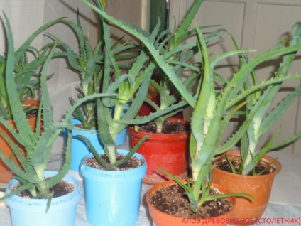 Aloe - ápolási otthon, hogyan kell helyesen gondozni a virág, az öntözést és a vágási mód,