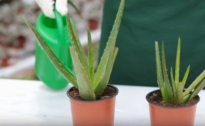 Aloe - ápolási otthon, hogyan kell helyesen gondozni a virág, az öntözést és a vágási mód,