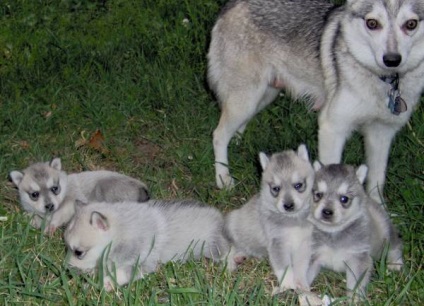 Alaszkai Klee Kai fajta nagy felülvizsgálata (fotók) (alaszkai Klee Kai tényleg) Alaszkai Klee Kai fajta nagy felülvizsgálata (fotók)
