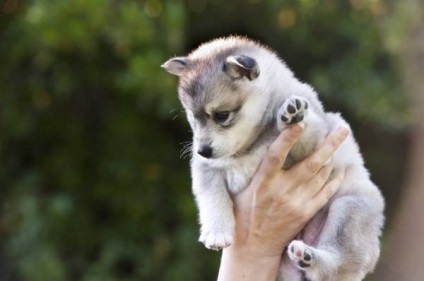 Alaszkai Klee Kai fajta nagy felülvizsgálata (fotók) (CLI-kai) Alaszkai Klee Kai fajta nagy felülvizsgálata (fotók)