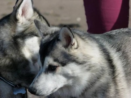 Alaszkai Klee Kai fajta nagy felülvizsgálata (fotók) (alaszkai) Alaszkai Klee Kai fajta nagy felülvizsgálata (fotók)
