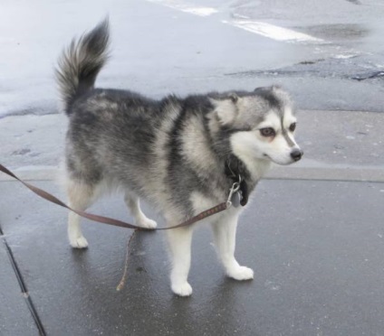 Alaszkai Klee Kai fajta nagy felülvizsgálata (fotók) (rock) Alaszkai Klee Kai fajta nagy felülvizsgálata (fotók)