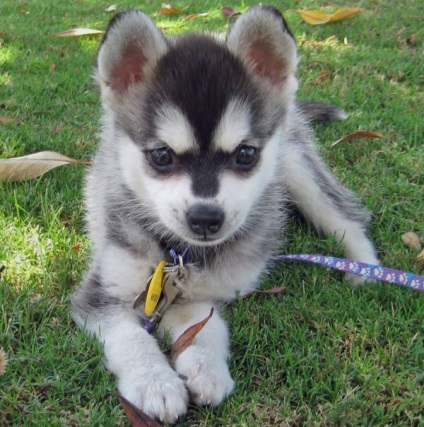 Alaszkai Klee Kai fajta nagy felülvizsgálata (fotó) (nagy) Alaszkai Klee Kai fajta nagy felülvizsgálata (fotók)