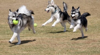 Alaszkai Klee Kai fajta nagy felülvizsgálata (fotó) (fotó) Alaszkai Klee Kai fajta nagy felülvizsgálata (fotók)