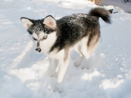 Alaszkai Klee Kai fajta nagy felülvizsgálata (fotó) (nagy) Alaszkai Klee Kai fajta nagy felülvizsgálata (fotók)