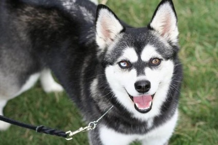 Alaszkai Klee Kai fajta nagy felülvizsgálata (fotók) (rock) Alaszkai Klee Kai fajta nagy felülvizsgálata (fotók)