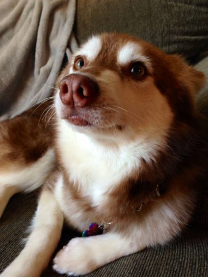 Alaszkai Klee Kai fajta nagy felülvizsgálata (fotók) (alaszkai Klee Kai tényleg) Alaszkai Klee Kai fajta nagy felülvizsgálata (fotók)