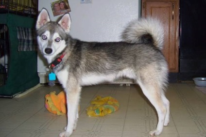 Alaszkai Klee Kai fajta nagy felülvizsgálata (fotók) (CLI-kai) Alaszkai Klee Kai fajta nagy felülvizsgálata (fotók)