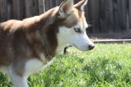 Alaszkai Klee Kai fajta nagy felülvizsgálata (fotók) (alaszkai) Alaszkai Klee Kai fajta nagy felülvizsgálata (fotók)
