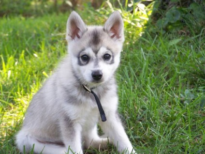 Alaszkai Klee Kai fajta nagy felülvizsgálata (fotók) (alaszkai Klee Kai tényleg) Alaszkai Klee Kai fajta nagy felülvizsgálata (fotók)