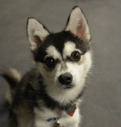 Alaszkai Klee Kai fajta nagy felülvizsgálata (fotó) (nagy) Alaszkai Klee Kai fajta nagy felülvizsgálata (fotók)