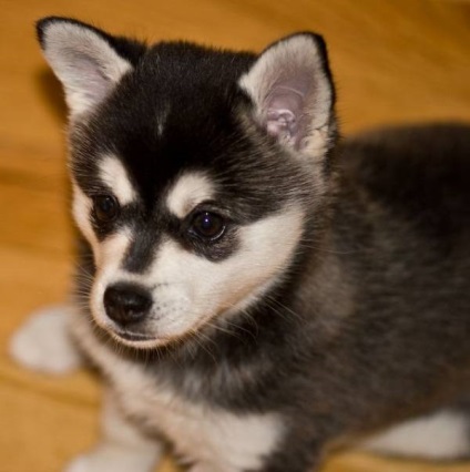 Alaszkai Klee Kai fajta nagy felülvizsgálata (fotó) (nagy) Alaszkai Klee Kai fajta nagy felülvizsgálata (fotók)