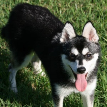 Alaszkai Klee Kai fajta nagy felülvizsgálata (fotók) (alaszkai) Alaszkai Klee Kai fajta nagy felülvizsgálata (fotók)