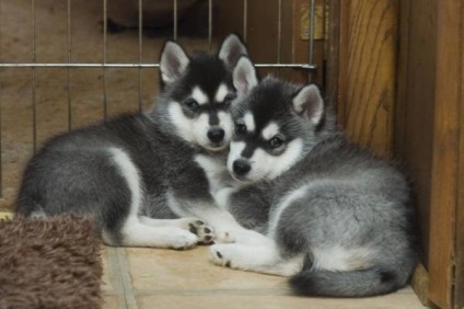 Alaszkai Klee Kai fajta nagy felülvizsgálata (fotók) (CLI-kai) Alaszkai Klee Kai fajta nagy felülvizsgálata (fotók)