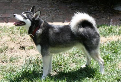 Alaszkai Klee Kai fajta nagy felülvizsgálata (fotók) (CLI-kai) Alaszkai Klee Kai fajta nagy felülvizsgálata (fotók)