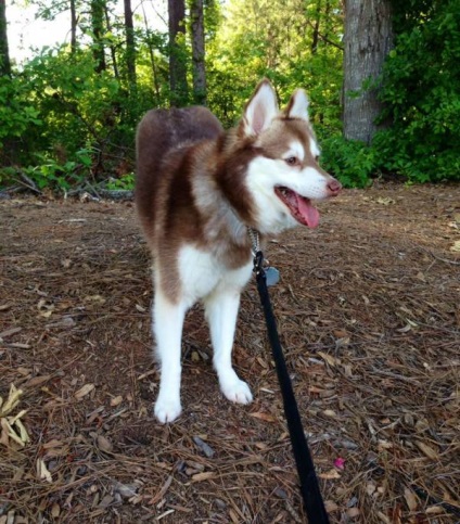 Alaszkai Klee Kai fajta nagy felülvizsgálata (fotók) (alaszkai) Alaszkai Klee Kai fajta nagy felülvizsgálata (fotók)
