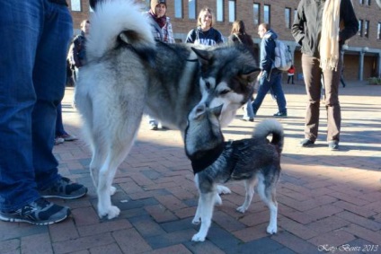 Alaszkai Klee Kai fajta nagy felülvizsgálata (fotó) (nagy) Alaszkai Klee Kai fajta nagy felülvizsgálata (fotók)