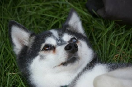 Alaszkai Klee Kai fajta nagy felülvizsgálata (fotók) (rock) Alaszkai Klee Kai fajta nagy felülvizsgálata (fotók)