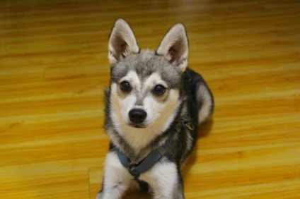 Alaszkai Klee Kai fajta nagy felülvizsgálata (fotók) (alaszkai Klee Kai tényleg) Alaszkai Klee Kai fajta nagy felülvizsgálata (fotók)