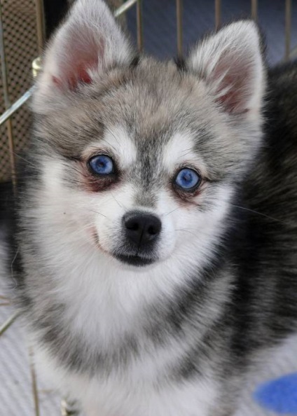 Alaszkai Klee Kai fajta nagy felülvizsgálata (fotók) (rock) Alaszkai Klee Kai fajta nagy felülvizsgálata (fotók)