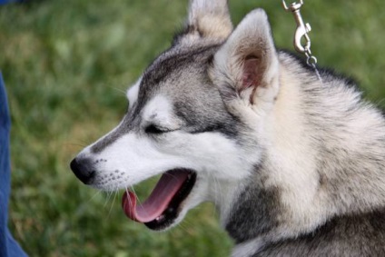 Alaszkai Klee Kai fajta nagy felülvizsgálata (fotók) (rock) Alaszkai Klee Kai fajta nagy felülvizsgálata (fotók)
