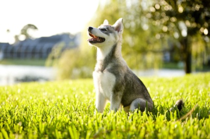 Alaszkai Klee Kai fajta nagy felülvizsgálata (fotók) (rock) Alaszkai Klee Kai fajta nagy felülvizsgálata (fotók)