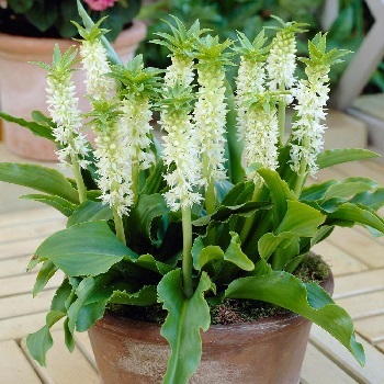 Ananász liliom eukomis (eucomis) fotó, kerti faj, tenyésztés, ültetés és gondozás