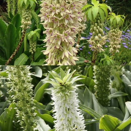 Ananász liliom eukomis (eucomis) fotó, kerti faj, tenyésztés, ültetés és gondozás