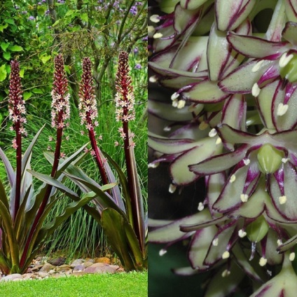 Ananász liliom eukomis (eucomis) fotó, kerti faj, tenyésztés, ültetés és gondozás