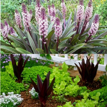 Ananász liliom eukomis (eucomis) fotó, kerti faj, tenyésztés, ültetés és gondozás