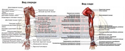 Anatomy Az emberi test izmai (izom edzés) Anatomy Az emberi test izmai