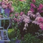 English Garden (48 fénykép) Videó útmutatást, hogy a saját kezébe, különösen a tájképi kert (saját) English Garden (48 fénykép) Videó útmutatást, hogy a saját kezébe, főleg a kertépítés