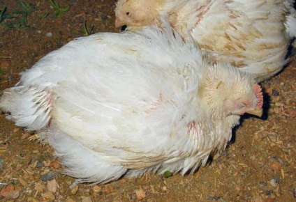 Aspergillosis madarak leírás, a tünetek, a kezelés és a megelőzés (kezelés) avian aspergillosis leírás, a tünetek, a kezelés és a megelőzés