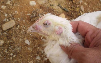 avian aspergillosis leírás, a tünetek, a kezelés és a megelőzés