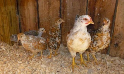 avian aspergillosis leírás, a tünetek, a kezelés és a megelőzés