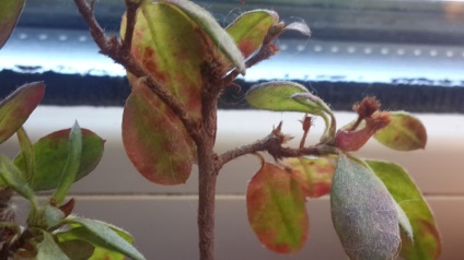 Azalea - őszi levelek és más növényi betegségek