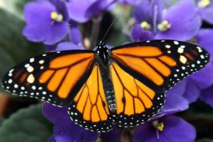 Monarch Butterfly uralkodó lepke leírás az információs üzenetet fotó esszé