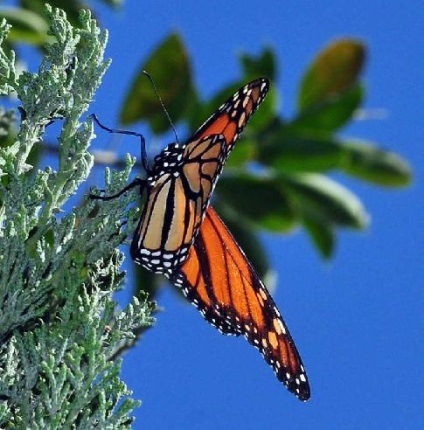 Monarch Butterfly uralkodó lepke leírás az információs üzenetet fotó esszé