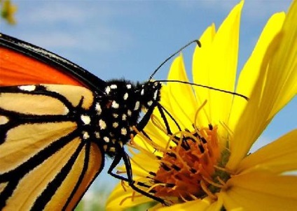 Monarch Butterfly uralkodó lepke leírás az információs üzenetet fotó esszé