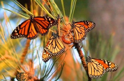 Monarch Butterfly uralkodó lepke leírás az információs üzenetet fotó esszé