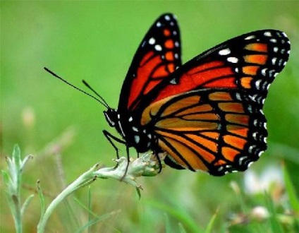 Monarch Butterfly uralkodó lepke leírás az információs üzenetet fotó esszé