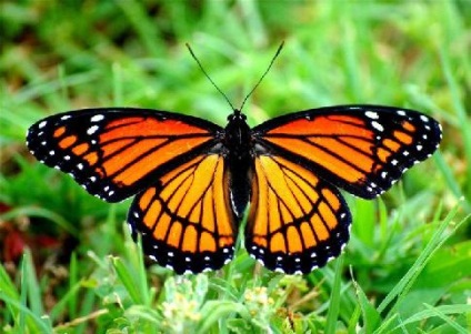 Monarch Butterfly uralkodó lepke leírás az információs üzenetet fotó esszé