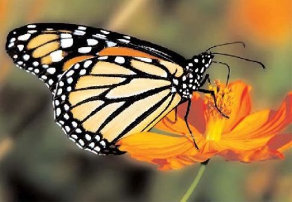 Monarch Butterfly uralkodó lepke leírás az információs üzenetet fotó esszé