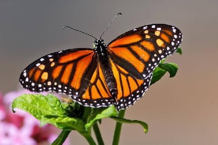 Monarch Butterfly uralkodó lepke leírás az információs üzenetet fotó esszé