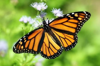 Monarch Butterfly uralkodó lepke leírás az információs üzenetet fotó esszé