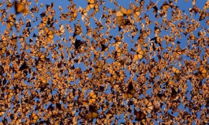 Monarch Butterfly uralkodó lepke leírás az információs üzenetet fotó esszé